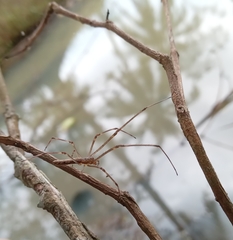 Tetragnatha