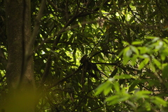 Syndactyla rufosuperciliata