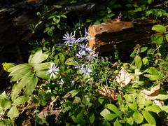 Symphyotrichum ciliolatum