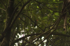 Hylocharis chrysura