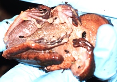 Ecnomiohyla salvaje