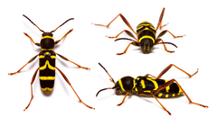 Clytus arietis