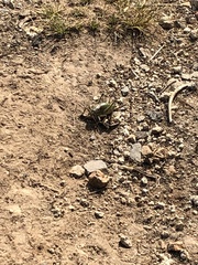 Anabrus simplex