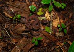 Agkistrodon russeolus