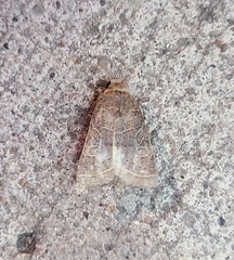 Orthodes majuscula
