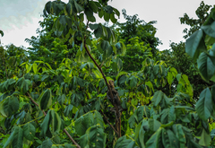 Iguana delicatissima