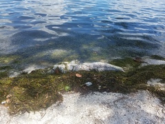 Megalops atlanticus