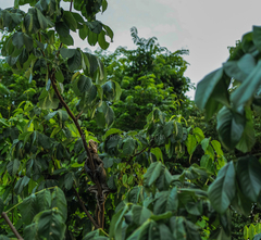 Iguana delicatissima