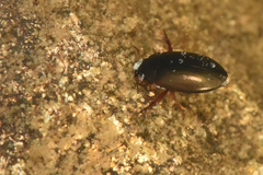 Agabinae