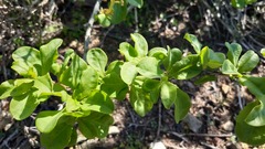 Anisomeria littoralis