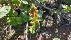 Anisomeria littoralis