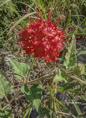 Nyctaginia capitata