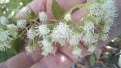 Eupatorium serotinum