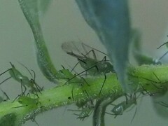 Uroleucon caligatum