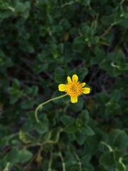 Encelia resinifera