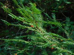 Taxus