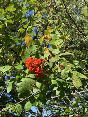 Sorbus decora