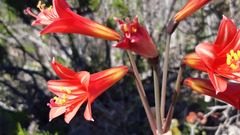 Zephyranthes phycelloides