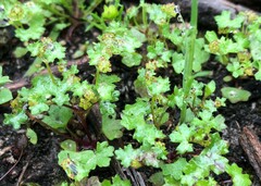 Hydrocotyle callicarpa