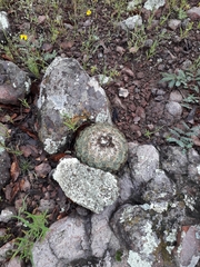 Coryphantha compacta