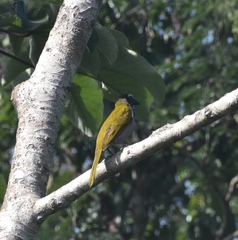 Saltator atriceps