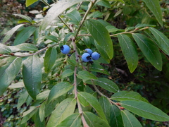 Vaccinium myrtilloides