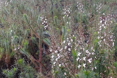 Stylidium laricifolium