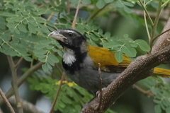 Saltator atriceps