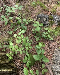 Polygaloides paucifolia