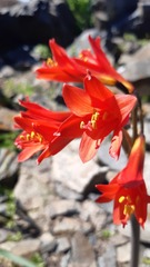 Zephyranthes phycelloides