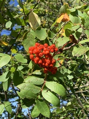 Sorbus decora