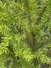 Taxus