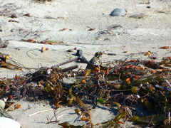 Passerculus sandwichensis beldingi