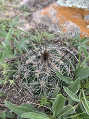 Coryphantha