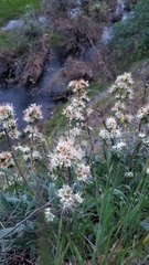 Phacelia imbricata