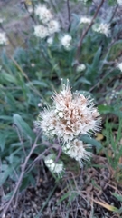 Phacelia imbricata