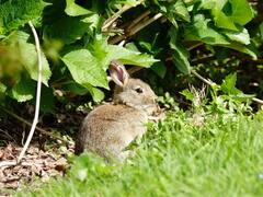 Oryctolagus cuniculus cuniculus