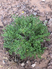 Encelia resinifera
