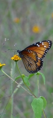 Danaus eresimus
