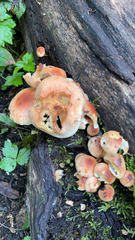 Hypholoma lateritium
