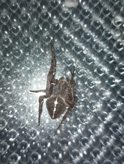 Eriophora