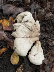Lycoperdon excipuliforme