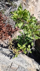 Anisomeria littoralis