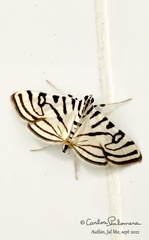 Conchylodes ovulalis