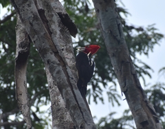 Campephilus guatemalensis