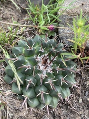 Mammillaria uncinata