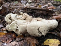 Lycoperdon excipuliforme