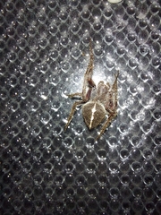 Eriophora