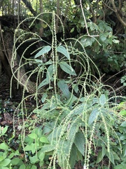 Verbena scabra