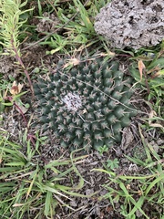 Mammillaria uncinata